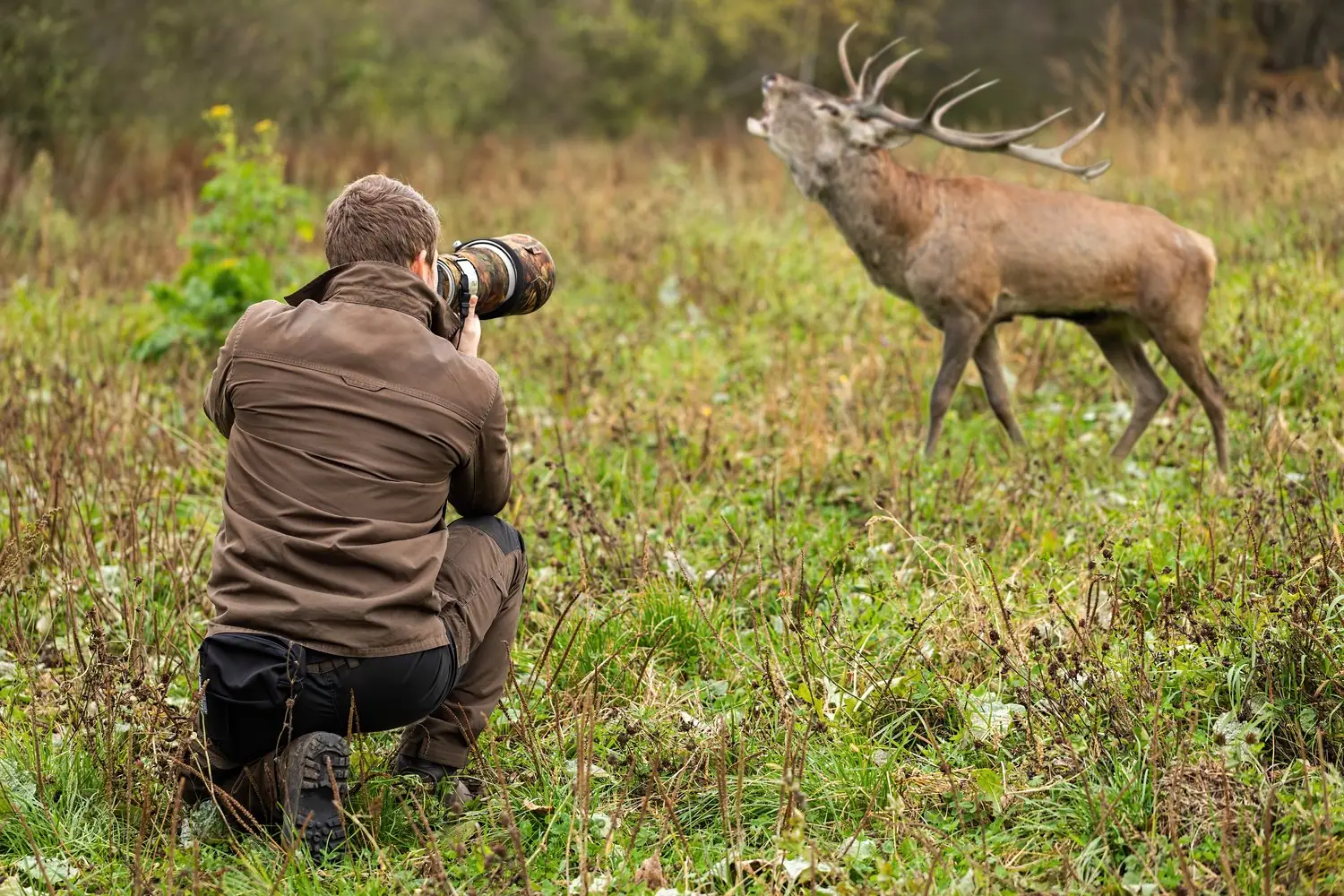 Fotografia dzikiej przyrody: Zasady etycznego fotografowania